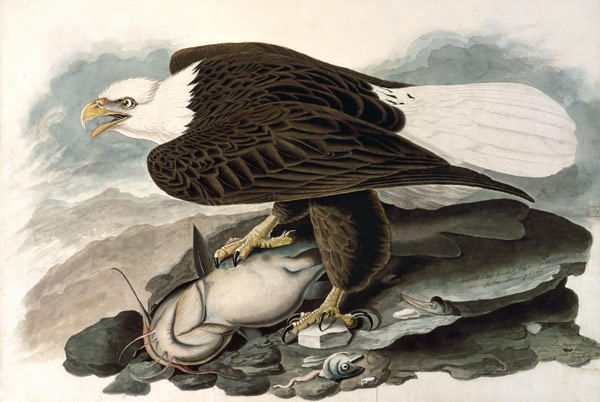 The white-headed eagle (from The Birds of America) a John James Audubon