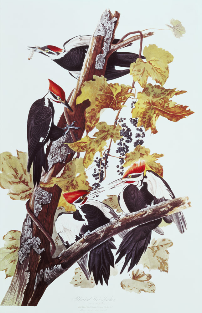 Pileated Woodpeckers a John James Audubon