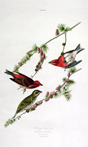 Purple Finch, from 'Birds of America', engraved by William Home (1788-1859) (coloured engraving) a John James Audubon