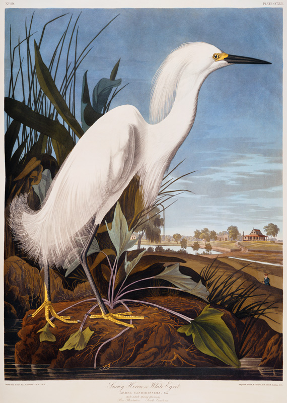Snowy Heron, or White Egret (Egretta Thula),  Rice Plantation, South Carolina From ''The Birds Of Am a John James Audubon