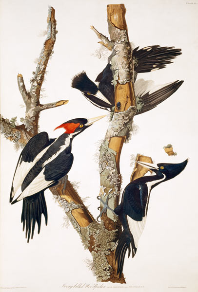 Ivory-billed Woodpecker, from ''Birds of America'', 1829 (see 195912 for detail) a John James Audubon
