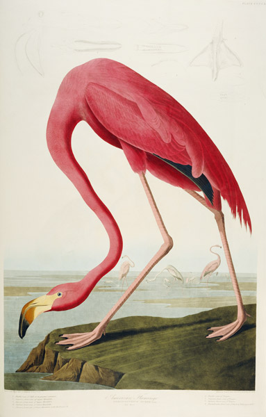 American Flamingo a John James Audubon