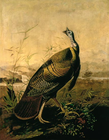 The American Wild Turkey Cock a John James Audubon