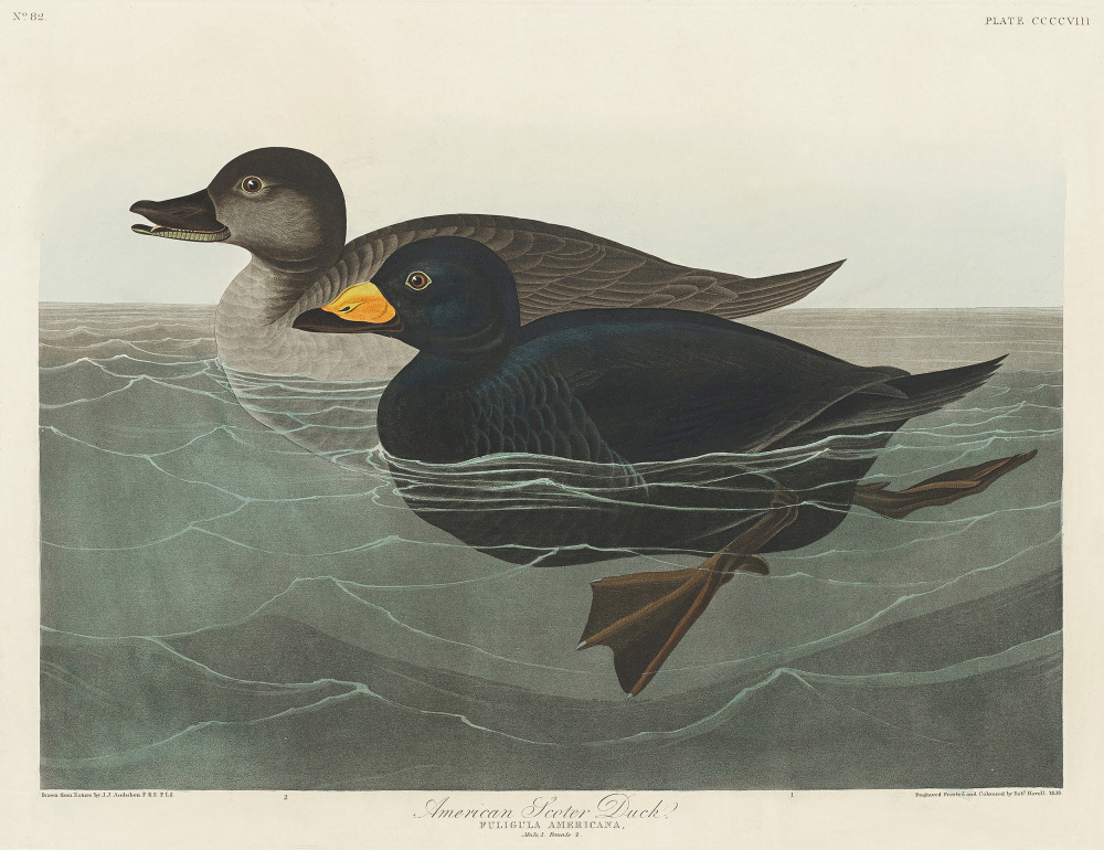 American Scoter Duck From Birds of America (1827) a John James Audubon