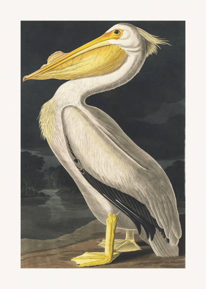 American White Pelican From Birds of America (1827) a John James Audubon
