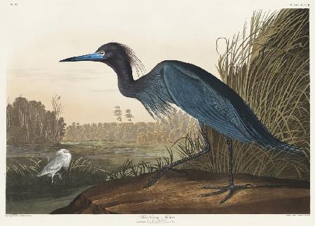 Blue Crane or Heron From Birds of America (1827)
