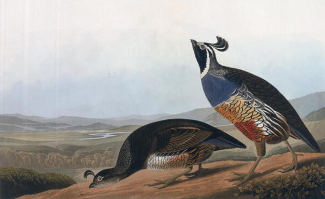 Californian Partridge, from 'Birds of America', engraved by Robert Havell (1793-1878) 1838 (coloured a John James Audubon
