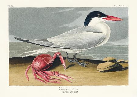 Cayenne Tern From Birds of America (1827)