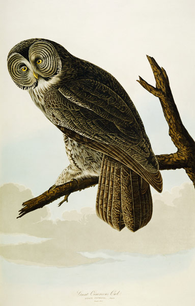 Great Cinereous Owl a John James Audubon