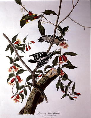 Downy Woodpecker, from 'Birds of America', engraved by Robert Havell (1793-1878) (coloured engraving a John James Audubon