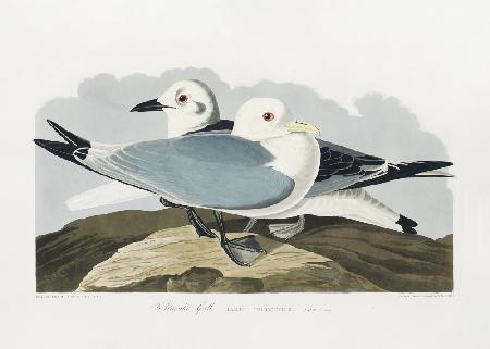 Kittiwake Gull From Birds of America (1827)