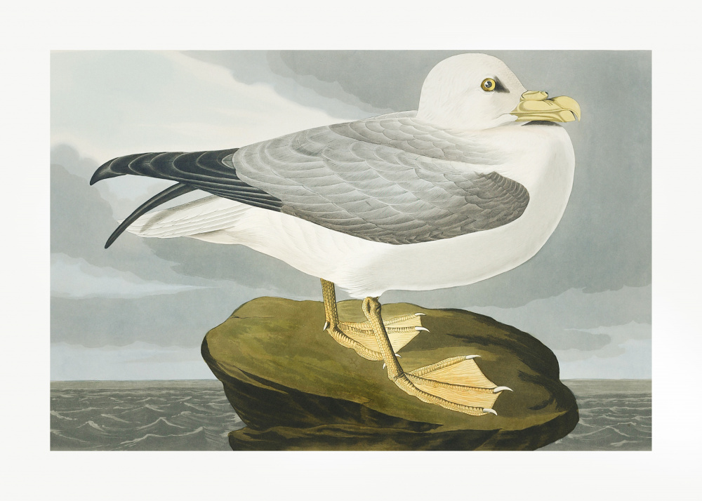 Fulmar Petrel From Birds of America (1827) a John James Audubon