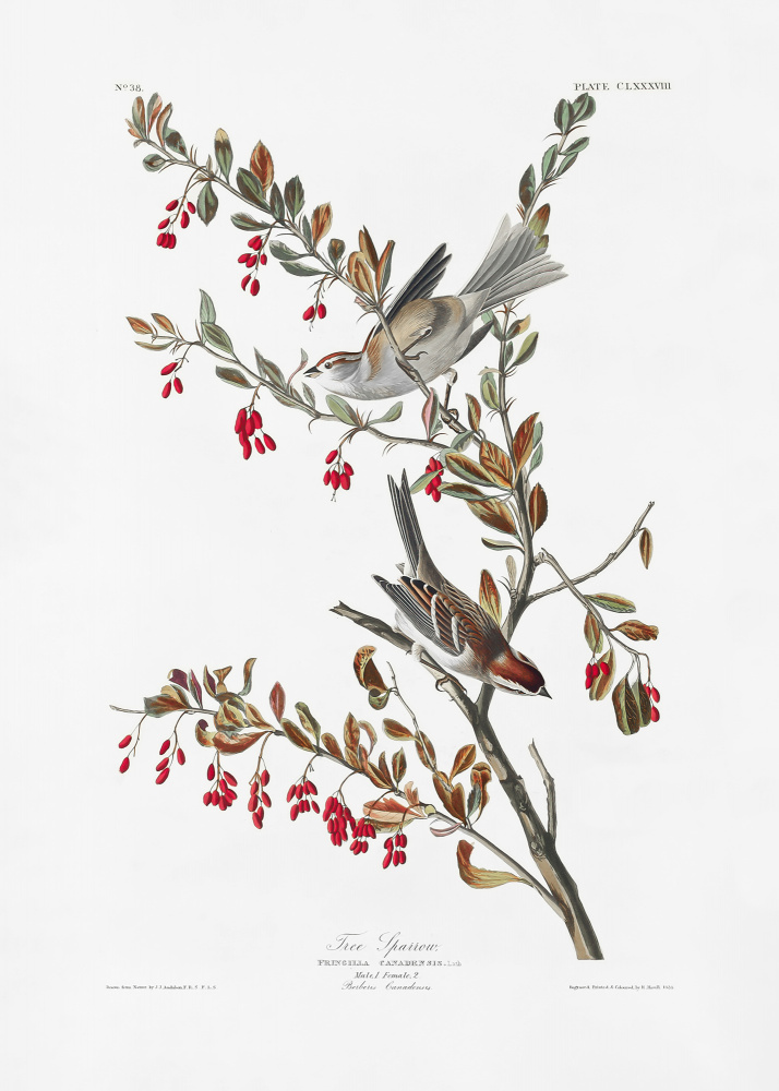 Tree Sparrow From Birds of America (1827) a John James Audubon