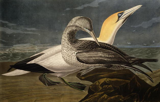 Gannets, from 'Birds of America', engraved by Robert Havell (1793-1878) published 1836 (coloured eng a John James Audubon