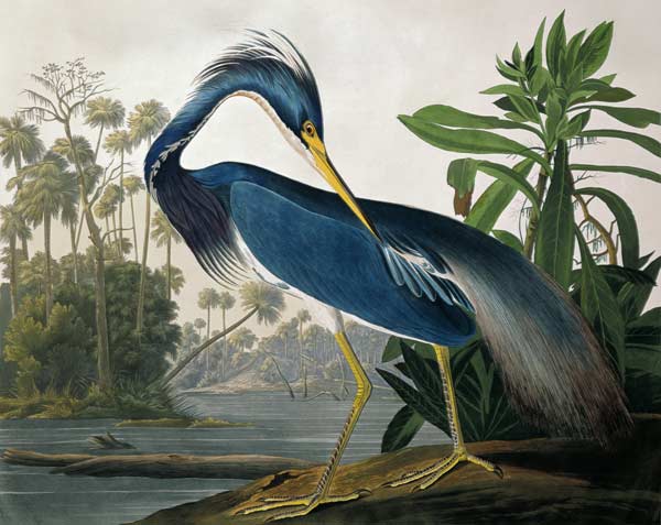 Louisiana Heron, from 'Birds of America', engraved by Robert Havell (1793-1878) 1834 (coloured engra a John James Audubon