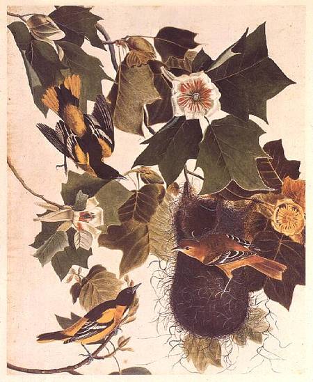 The Oriole, from Birds of America a John James Audubon
