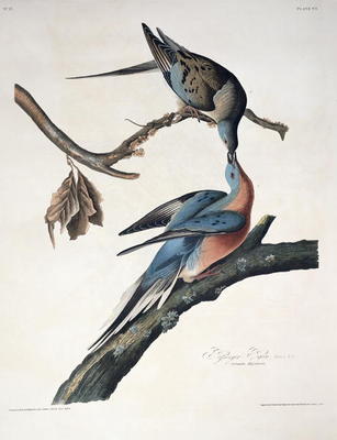 Passenger Pigeon, from 'Birds of America', engraved by Robert Havell (1793-1878) published 1836 (col a John James Audubon