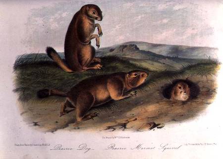 Prairie Dog from 'Quadrupeds of North America', 1842-5 a John James Audubon