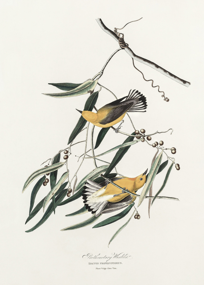 Prothonotary Warbler From Birds of America (1827) a John James Audubon