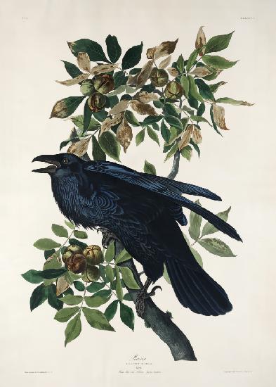 Raven From Birds of America (1827)