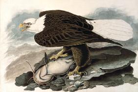 The white-headed eagle (from The Birds of America)