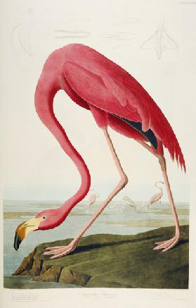 American Flamingo