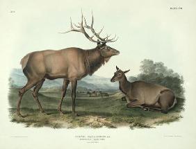 Cervus Canadensis (American Elk, Wapiti Deer), plate 62 from 'Quadrupeds of North America', engraved