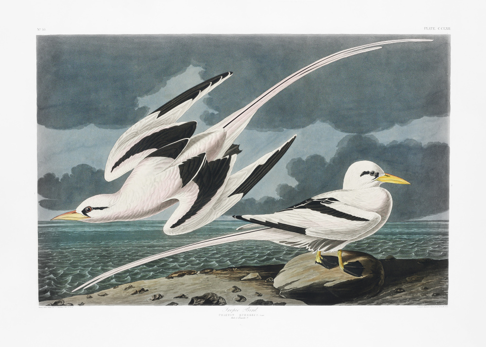 Tropic Bird From Birds of America (1827) a John James Audubon