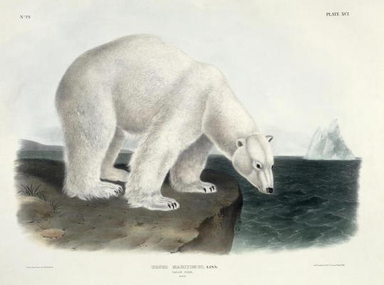 Ursus Maritimus (Polar Bear), plate 91 from 'Quadrupeds of North America', engraved by John T. Bowen a John James Audubon