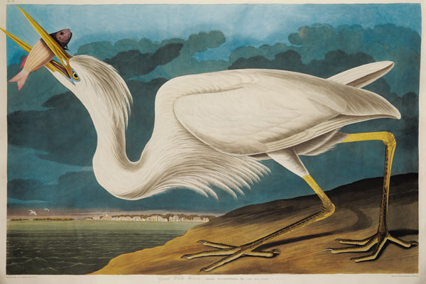 Great White Heron, from 'Birds of America', engraved by Robert Havell (1793-1878) 1835 (coloured eng a John James Audubon