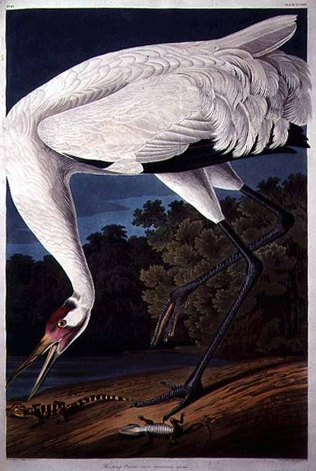 Whooping Crane, from 'Birds of America' a John James Audubon