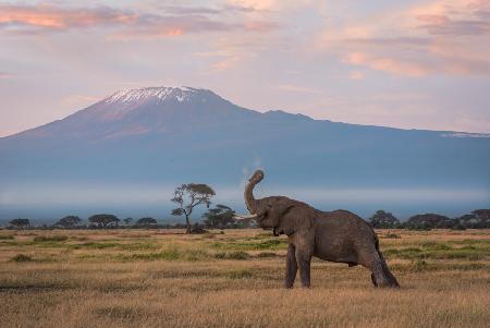 The Morning of Kilimanjaro
