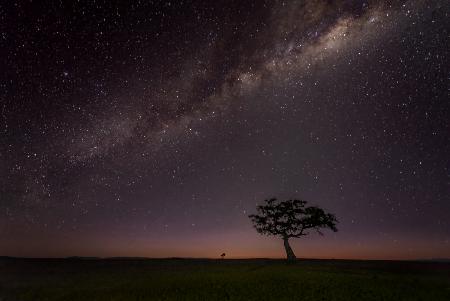 The Night of Maasai Mara