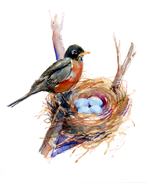 Robin with nest a John Keeling