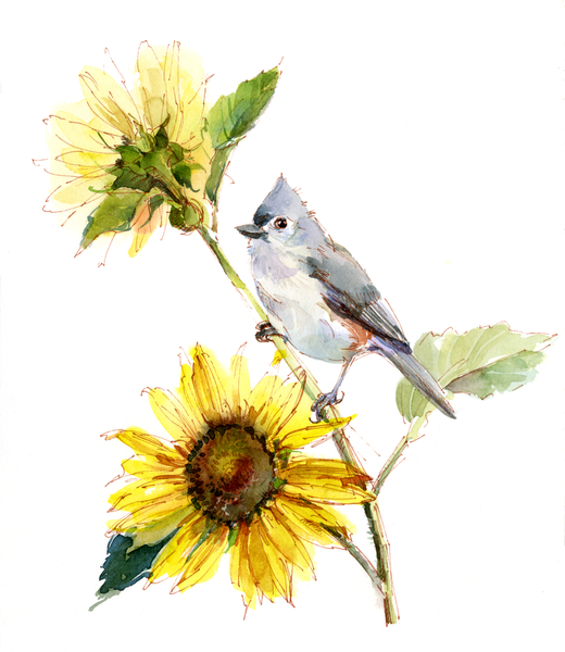 Titmouse with Sunflower a John Keeling