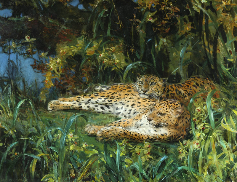 Indian Leopards a John Macallan Swan