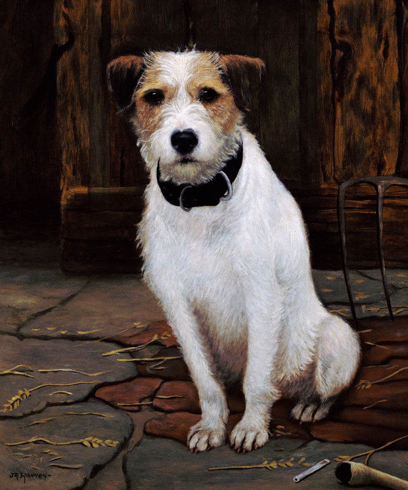 Portrait of Terrier a John Rabone Harvey