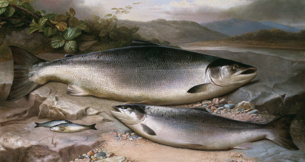 Fish Still Life a John Russell