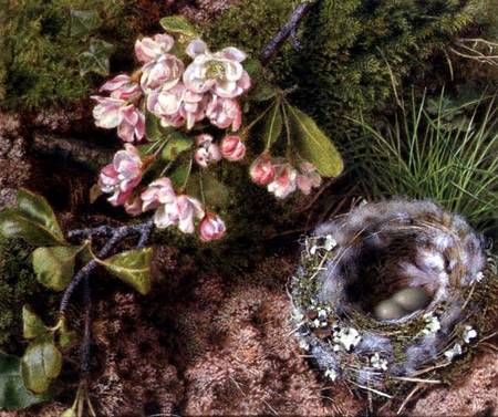 A Bird's Nest and Apple Blossom a John Sherrin