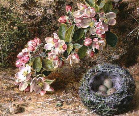 Blossom and Bird's nest a John Sherrin