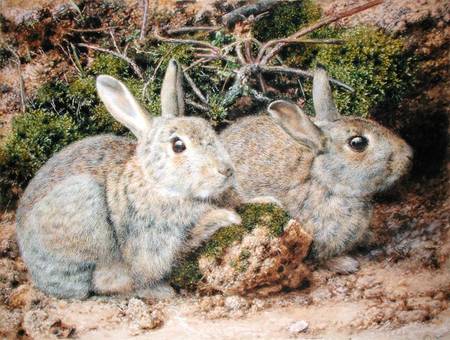 Two Rabbits a John Sherrin