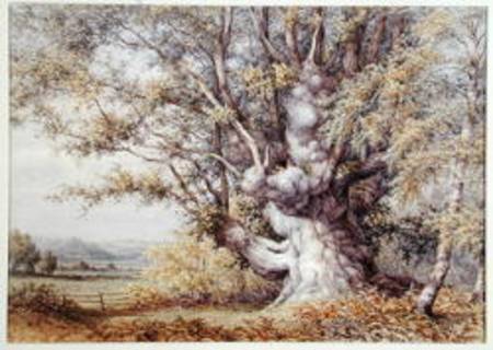 Squirrels in an Ancient Oak Tree a John Skinner Clifton