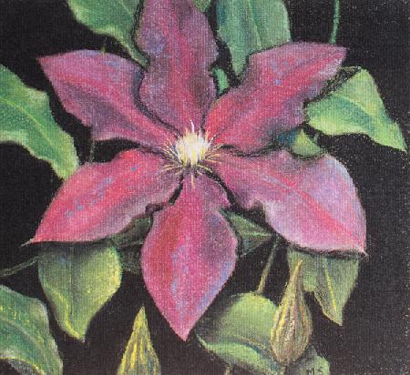 Clematis