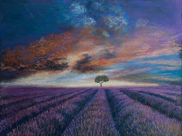 Lavender fields of Normandy a John Starkey