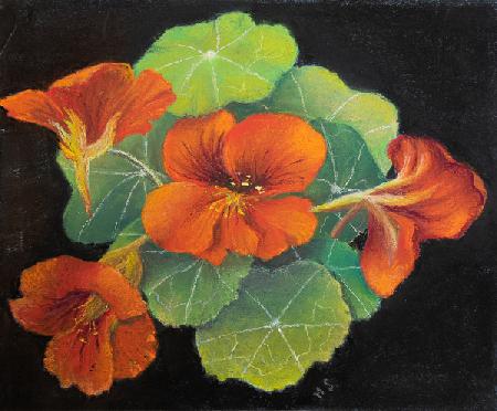 Nasturtiums