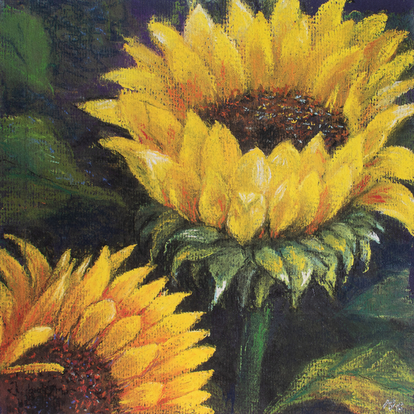 Sunflowers a John Starkey