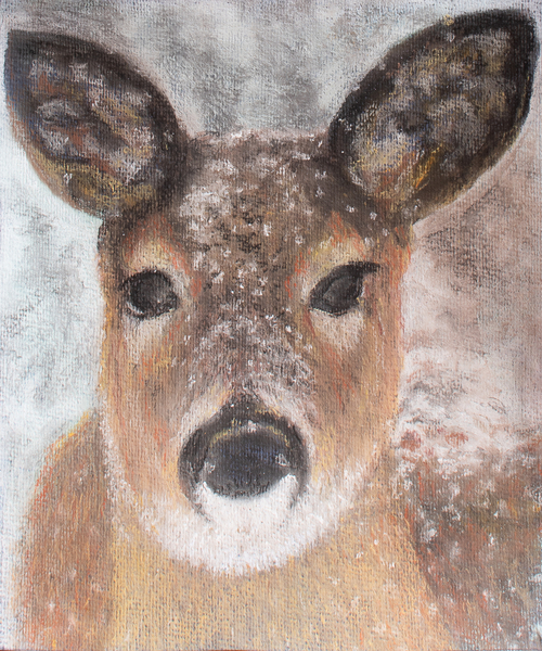 Young Deer in Winter a John Starkey