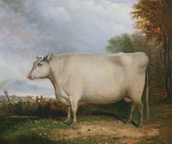 Portrait of a prize cow a John Vine