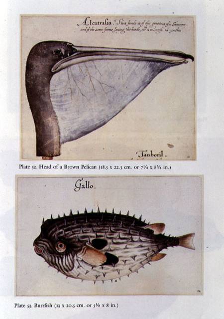 Head of a Brown Pelican; Burrfish a John White