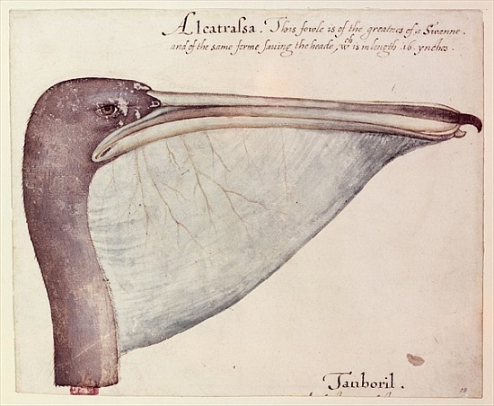 Pelican, c.1590 a John White